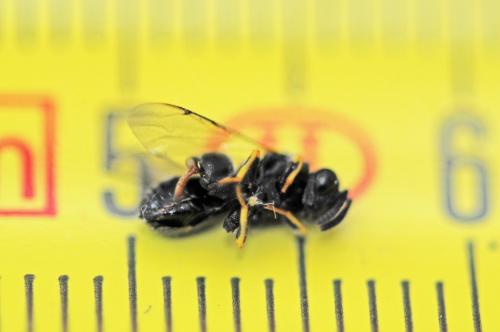 Brachymeria sp.